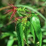 Acalypha villicaulus